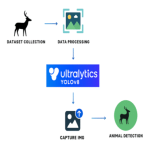 Enhancing Road Safety: Detection of Animals on Highways During Night